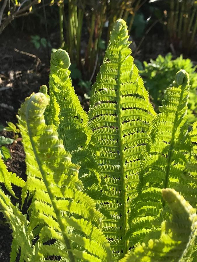 Blomstertantens Hus Trelleborg Zewnętrze zdjęcie