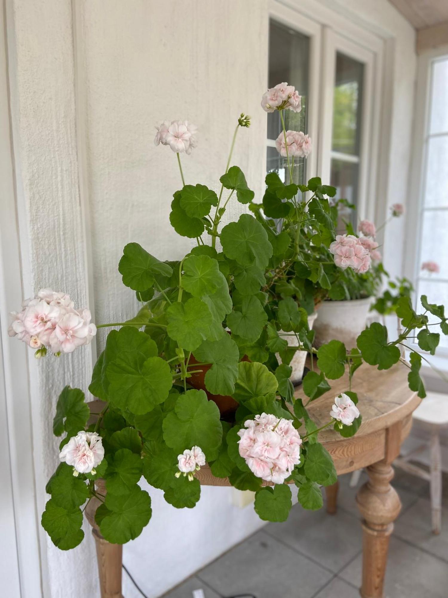 Blomstertantens Hus Trelleborg Zewnętrze zdjęcie