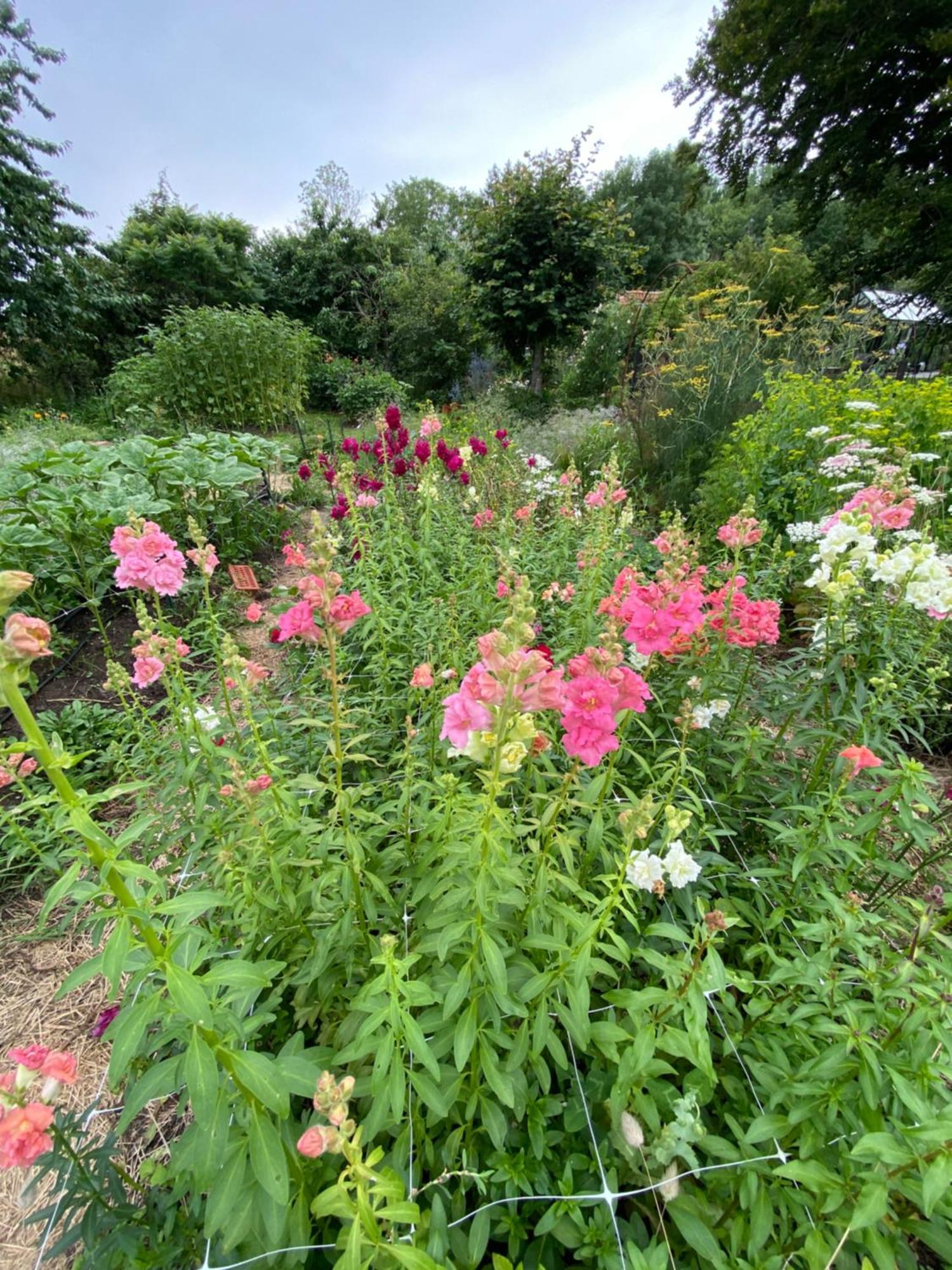 Blomstertantens Hus Trelleborg Zewnętrze zdjęcie