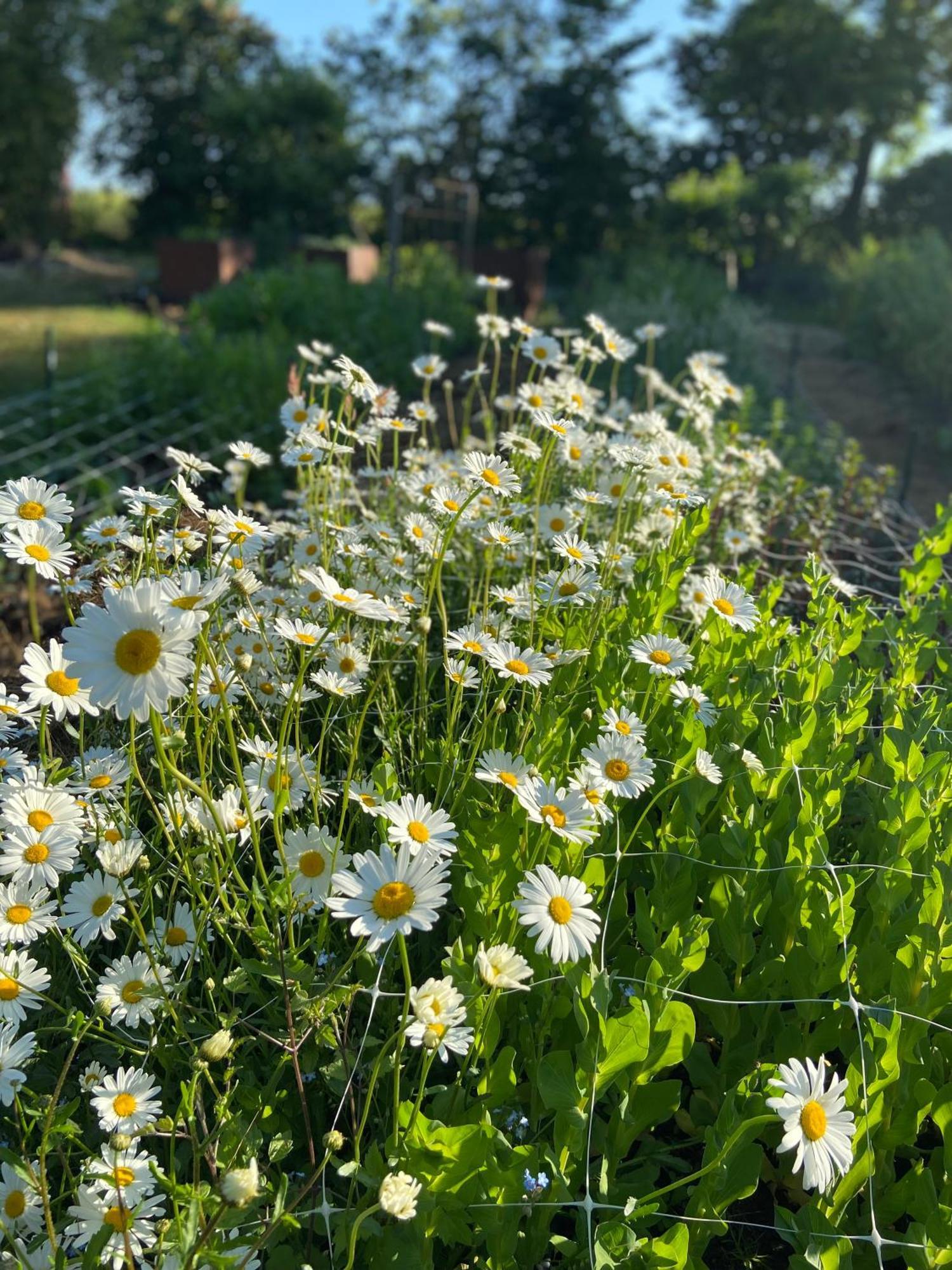 Blomstertantens Hus Trelleborg Zewnętrze zdjęcie